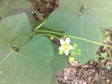 Bryonia dioica